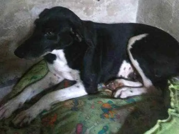 Cachorro raça SRD idade 2 anos nome Sem nome