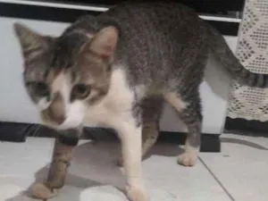 Gato raça  idade  nome sem nome