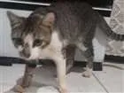 Gato raça  idade  nome sem nome