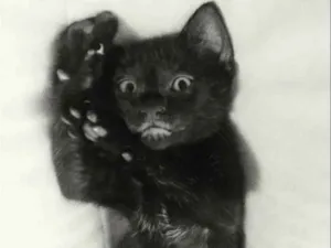 Gato raça SRD idade 7 a 11 meses nome Cirius