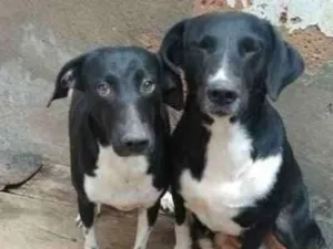 Cachorro raça SRD idade 2 anos nome Sem nome