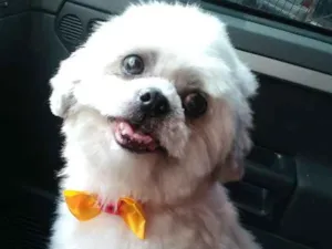 Cachorro raça Lhasa Apso idade 6 ou mais anos nome Lhasa Adulto