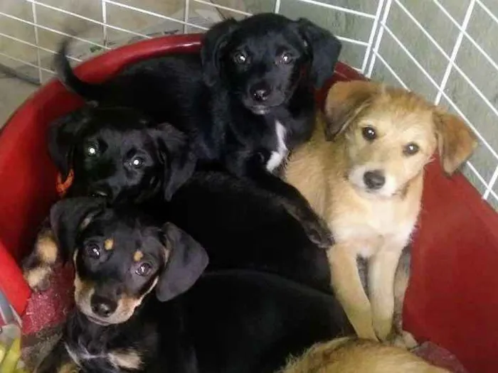 Cachorro ra a SRD idade 2 a 6 meses nome Filhotes gordinhos