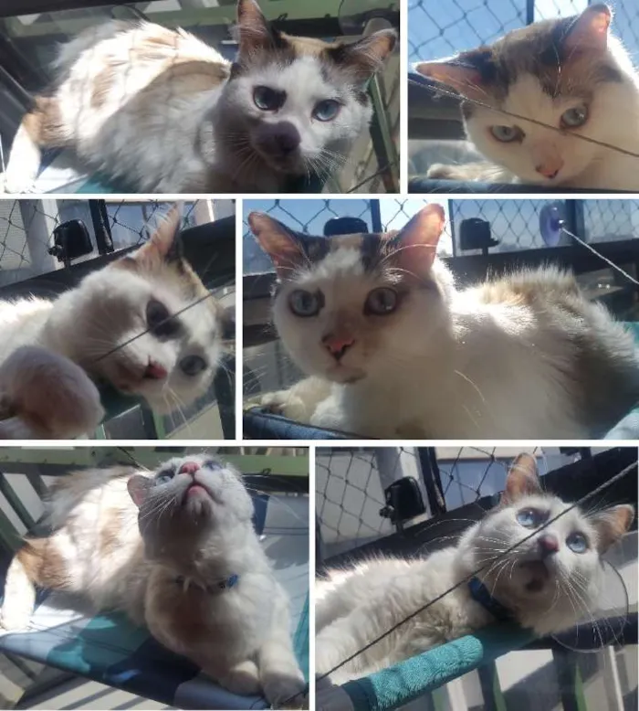 Gato raça SRD idade 1 ano nome Ralf