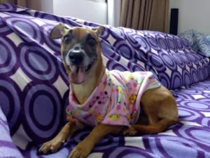 Cachorro raça SRD idade 6 ou mais anos nome Lilica