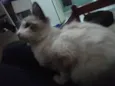 Penolope