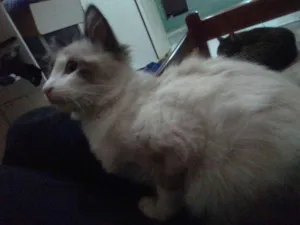 Gato raça Não sei idade 2 a 6 meses nome Penolope