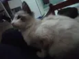 Penolope