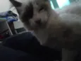 Penolope