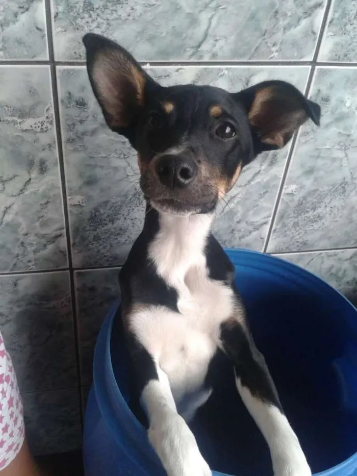 Cachorro raça Não definida idade 7 a 11 meses nome Bob
