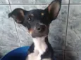 Bob