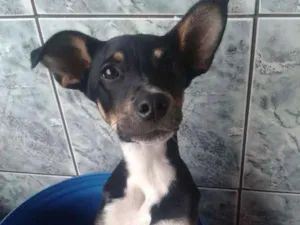 Cachorro raça Não definida idade 7 a 11 meses nome Bob