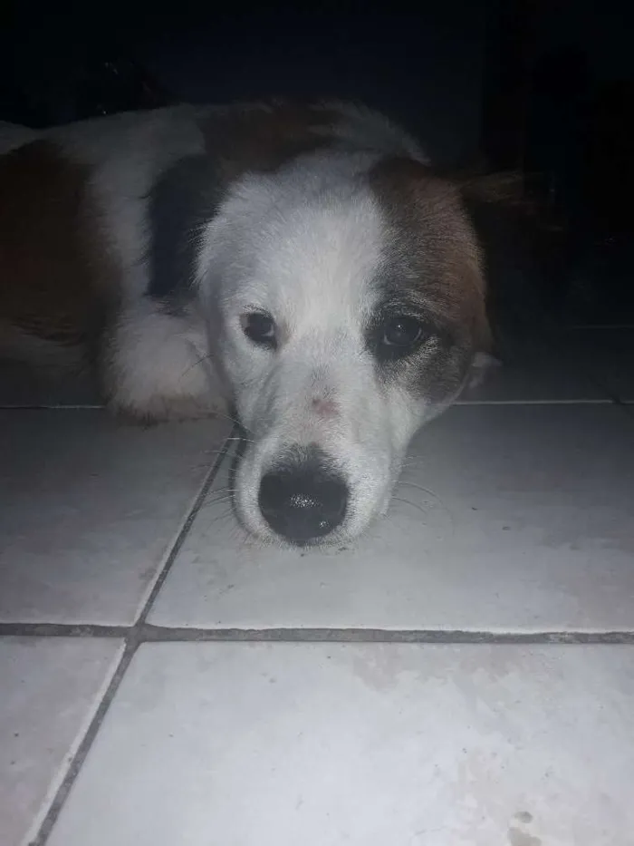 Cachorro ra a Não sei idade 1 ano nome Nao sei 