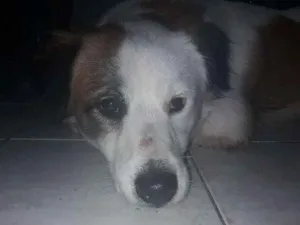 Cachorro raça Não sei idade 1 ano nome Nao sei 