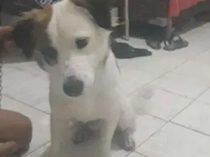 Cachorro raça Não sei idade 1 ano nome Nao sei 