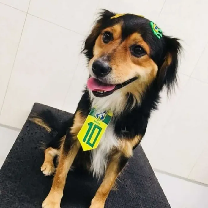 Cachorro ra a Raça unica  idade 2 anos nome Nao tem nome 