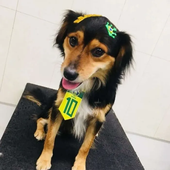 Cachorro ra a Raça unica  idade 2 anos nome Nao tem nome 