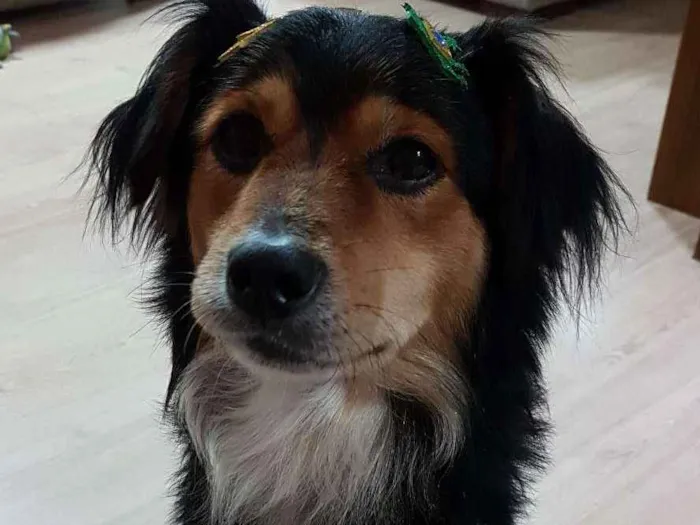 Cachorro ra a Raça unica  idade 2 anos nome Nao tem nome 