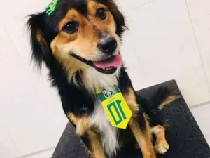 Cachorro raça Raça unica  idade 2 anos nome Nao tem nome 