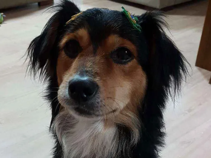 Cachorro ra a Raça unica  idade 2 anos nome Nao tem nome 
