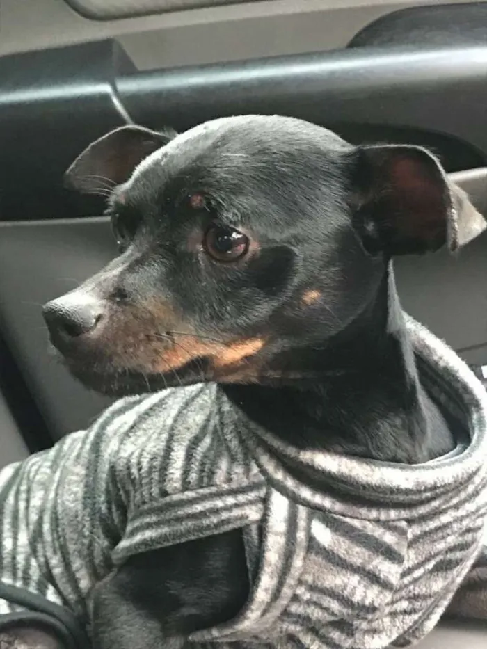 Cachorro ra a Pinscher idade  nome Andrews