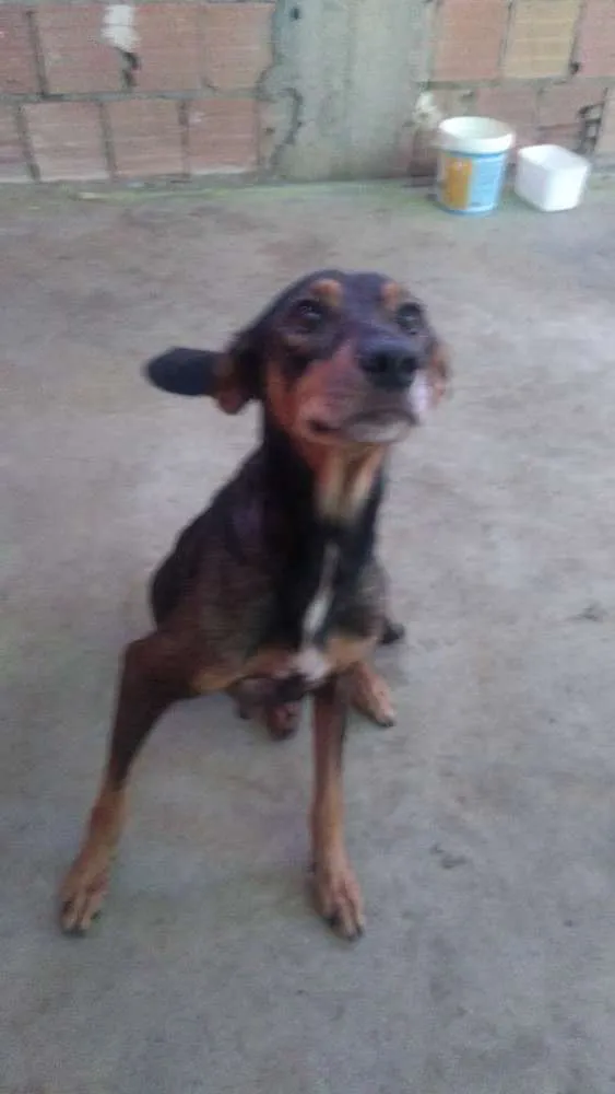 Cachorro raça Vira lata idade 3 anos nome Tieta