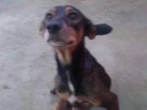Cachorro raça Vira lata idade 3 anos nome Tieta