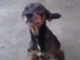 Tieta