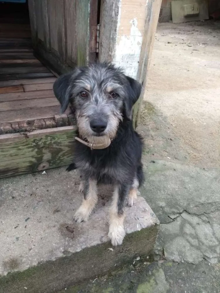 Cachorro ra a Vira lata idade 2 a 6 meses nome Úrsula