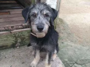 Cachorro raça Vira lata idade 2 a 6 meses nome Úrsula