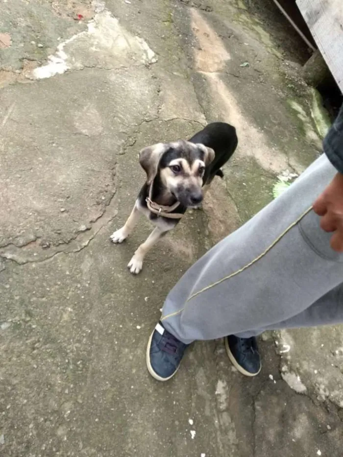 Cachorro ra a Vira lata idade 2 a 6 meses nome Phoop