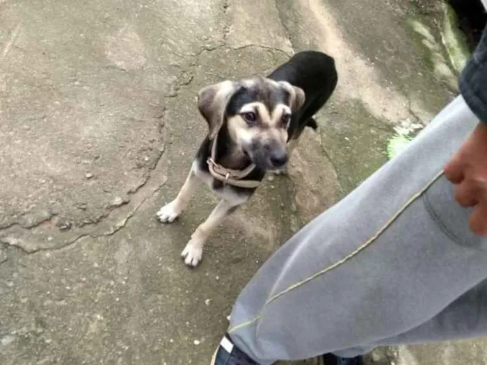 Cachorro ra a Vira lata idade 2 a 6 meses nome Phoop