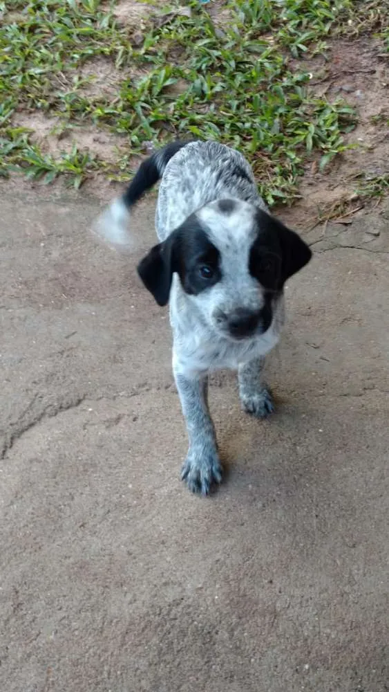 Cachorro ra a Vira lata idade 2 a 6 meses nome Não tem nome