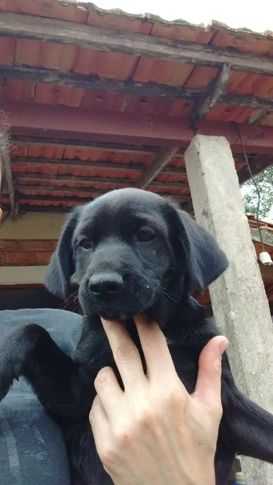 Cachorro ra a Vira lata idade 2 a 6 meses nome Não tem nome