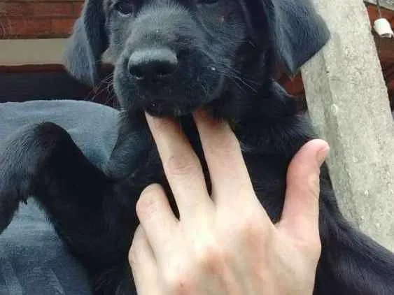 Cachorro ra a Vira lata idade 2 a 6 meses nome Não tem nome