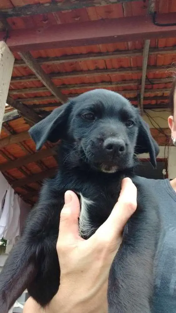 Cachorro ra a Vira lata idade 2 a 6 meses nome Não tem nome