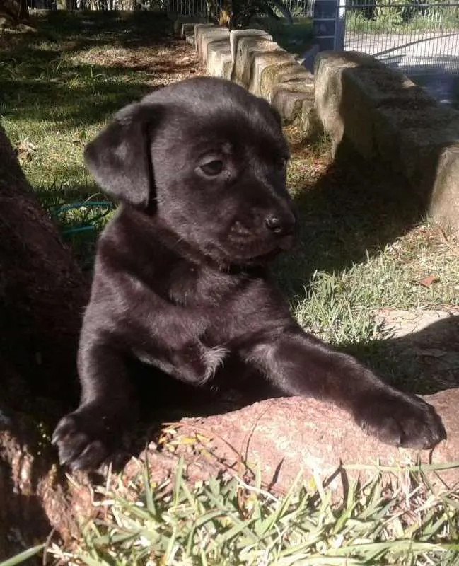 Cachorro ra a SRD idade Abaixo de 2 meses nome Lindos filhotes