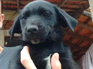 Cachorro raça Vira lata idade 2 a 6 meses nome Não tem nome