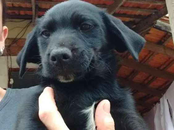 Cachorro ra a Vira lata idade 2 a 6 meses nome Não tem nome