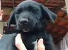 Cachorro raça Vira lata idade 2 a 6 meses nome Não tem nome