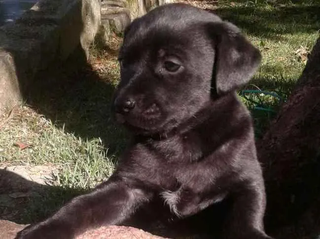 Cachorro ra a SRD idade Abaixo de 2 meses nome Lindos filhotes