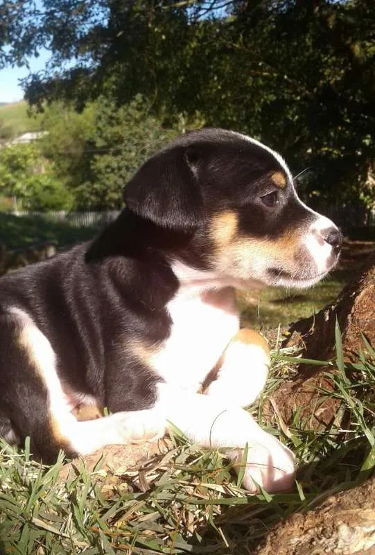 Cachorro ra a SRD idade Abaixo de 2 meses nome Lindos filhotes