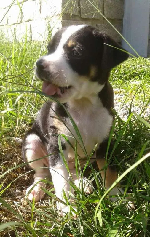 Cachorro ra a SRD idade Abaixo de 2 meses nome Lindos filhotes