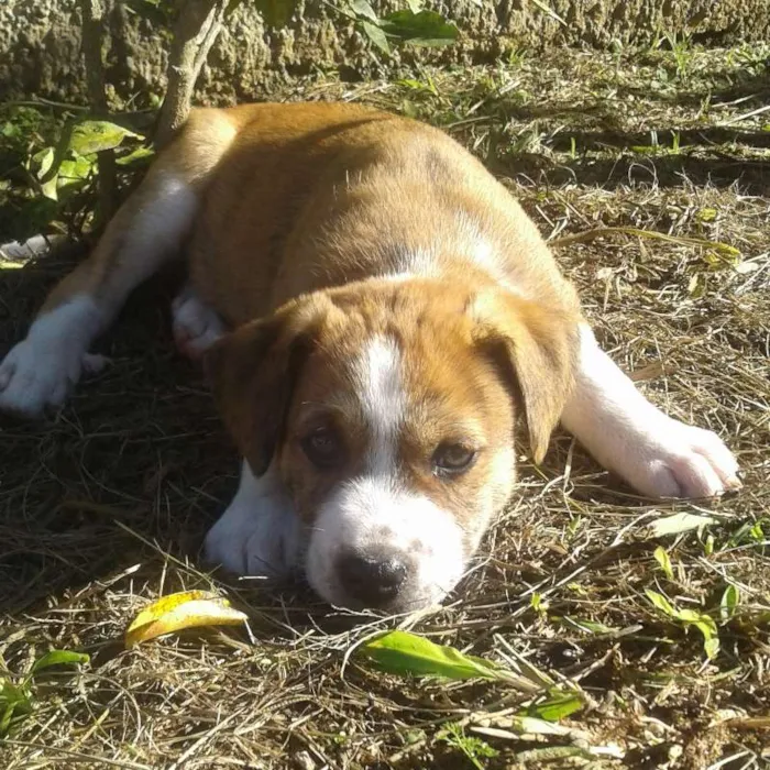 Cachorro ra a SRD idade Abaixo de 2 meses nome Lindos filhotes