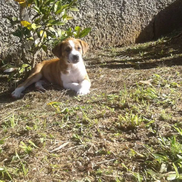 Cachorro ra a SRD idade Abaixo de 2 meses nome Lindos filhotes