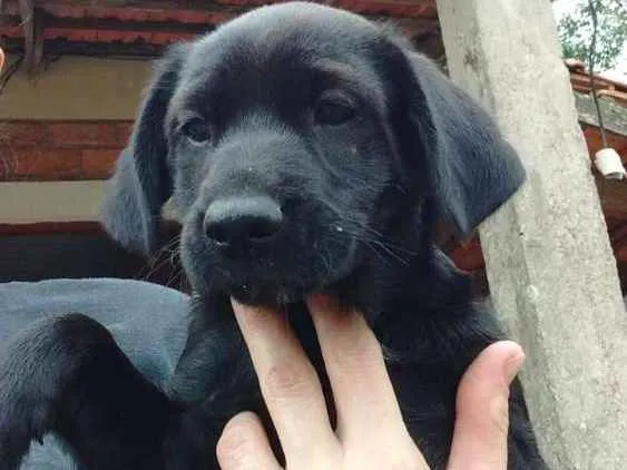 Cachorro ra a Vira lata idade 2 a 6 meses nome Não tem nome