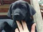 Cachorro raça Vira lata idade 2 a 6 meses nome Não tem nome