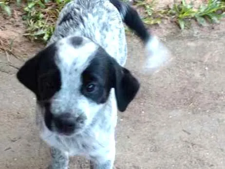 Cachorro ra a Vira lata idade 2 a 6 meses nome Não tem nome