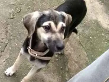 Cachorro ra a Vira lata idade 2 a 6 meses nome Phoop