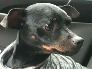 Cachorro raça Pinscher idade  nome Andrews